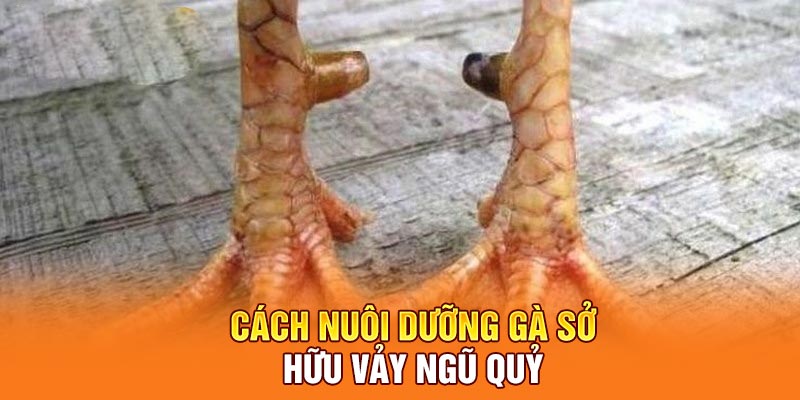 Cách nuôi dưỡng gà sở hữu vảy ngũ quỷ