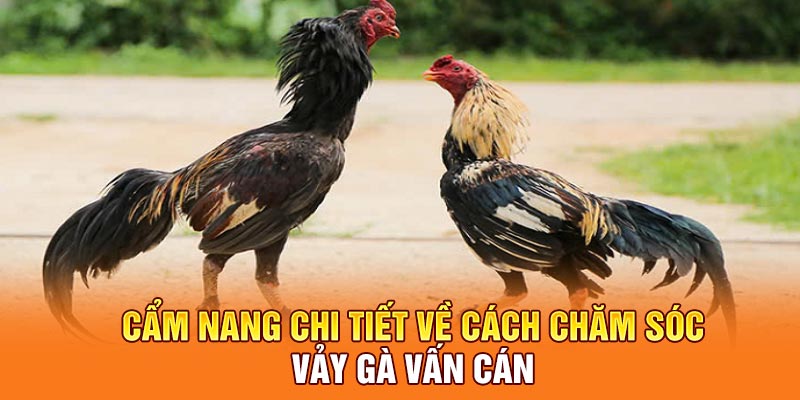Cẩm nang chi tiết về cách chăm sóc vảy gà vấn cán