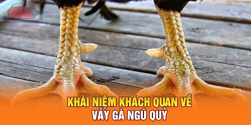 Khái niệm khách quan về vảy gà ngũ quỷ