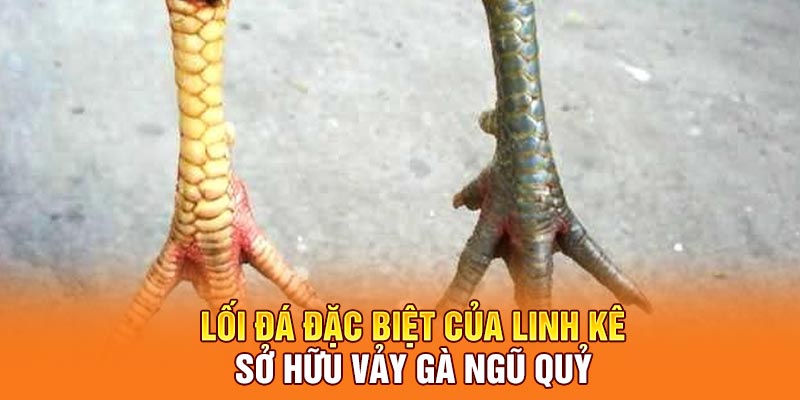 Lối đá đặc biệt của linh kê sở hữu vảy gà ngũ quỷ