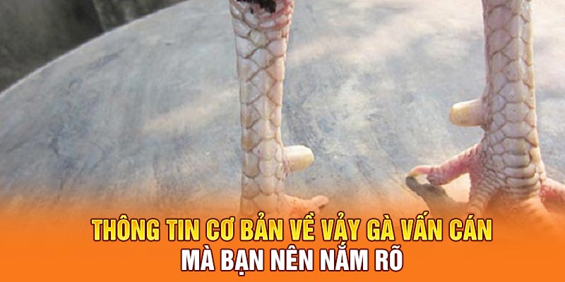 Thông tin cơ bản về vảy gà vấn cán mà bạn nên nắm rõ