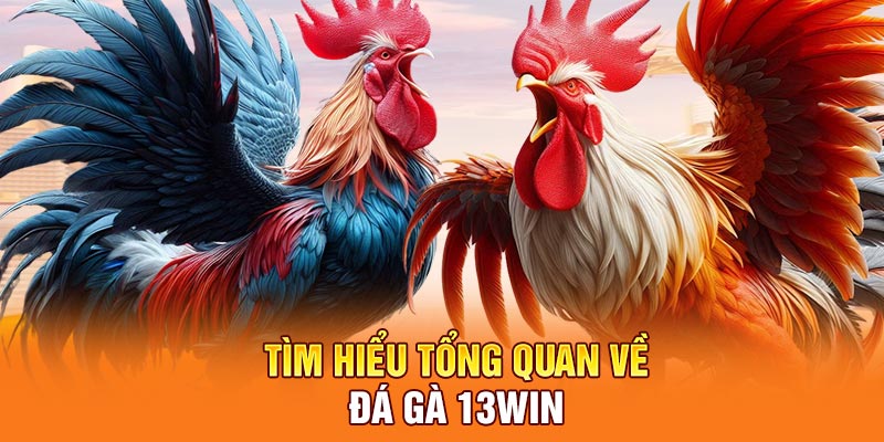 Tìm hiểu tổng quan về đá gà 13Win